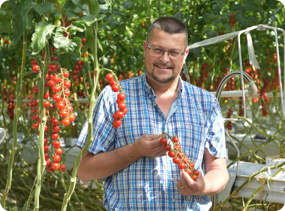 reo tomaten 4
